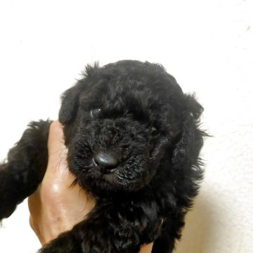 トイプードル(タイニー)【栃木県・男の子・2025年10月17日・ブラック】の写真「可愛くて貴重なブラック　ケイヒンミモト様系」