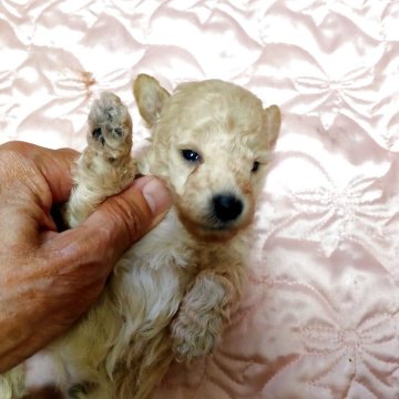 タイニープードル【栃木県・男の子・2025年9月7日・クリーム】の写真「日が経つにつれて可愛さ倍増です」