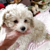 トイプードル(ティーカップ)