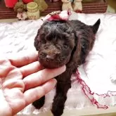 タイニープードル