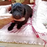 タイニープードル