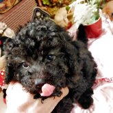 トイプードル(タイニー)