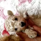 ティーカッププードル