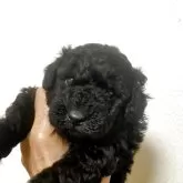 タイニープードル