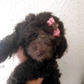 トイプードル(ティーカップ)