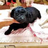 タイニープードル【栃木県・女の子・2025年10月17日・ブラック】の写真3