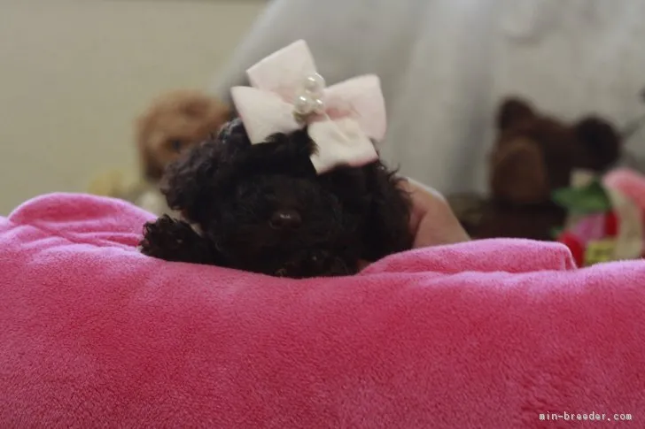 ID:1710-02305の子犬