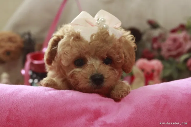 ID：1710-00114の子犬