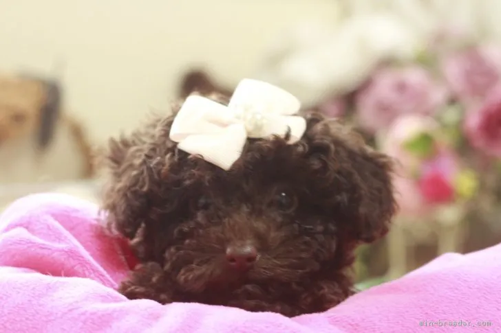 はつ 様のお迎えした子犬