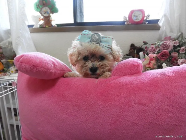 ID：1807-00122の子犬