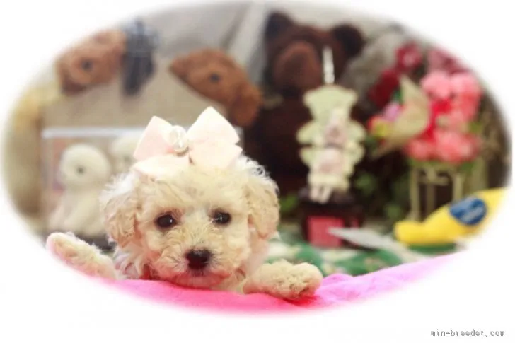 マリリン 様のお迎えした子犬