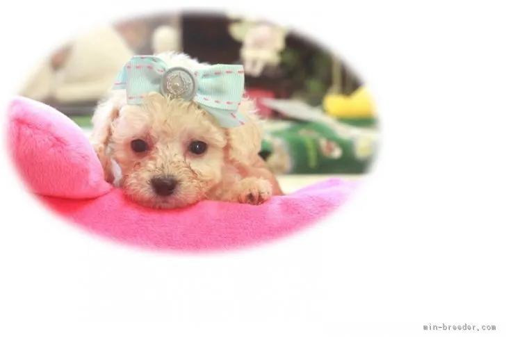 ハッピーママ 様のお迎えした子犬