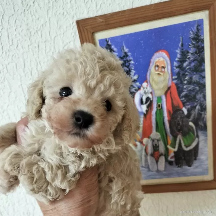 ID:2408-07889の子犬