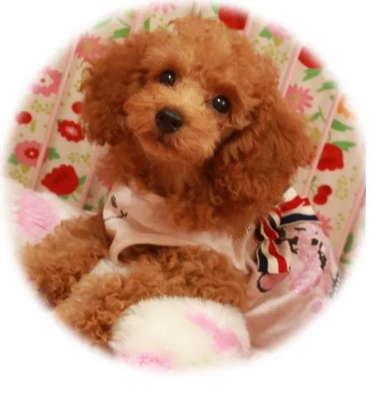 ID:1407-01544の子犬
