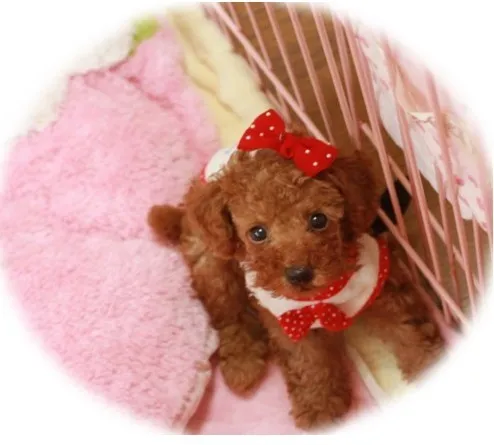 ID:1405-00421の子犬