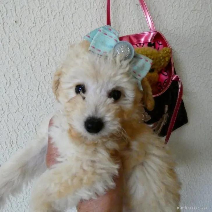 ID：2302-02423の子犬