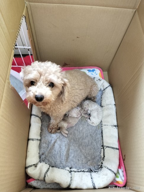 トイプードル【・女の子・2022年2月4日・アプリコット】「実際のほうがはるかに可愛いです」