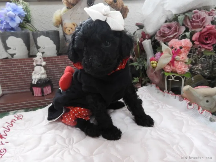 ID：1901-02706の子犬