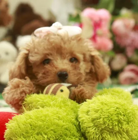 ID:1606-00805の子犬