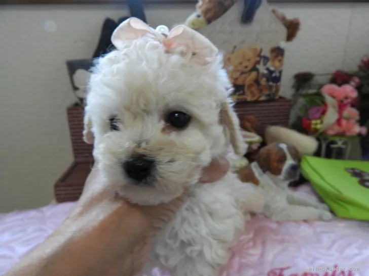 ID：2002-01296の子犬