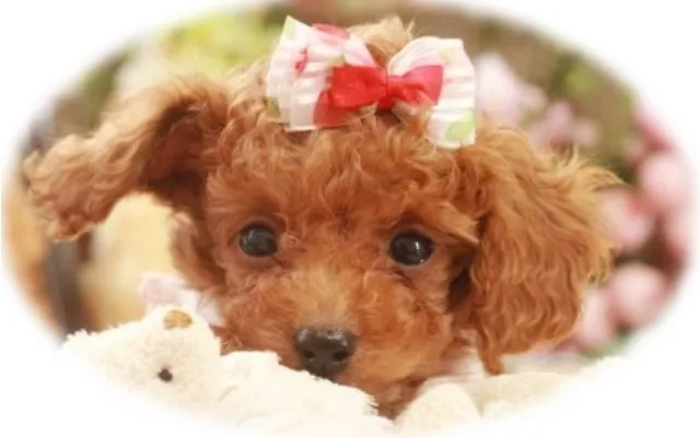 ID:1404-00997の子犬