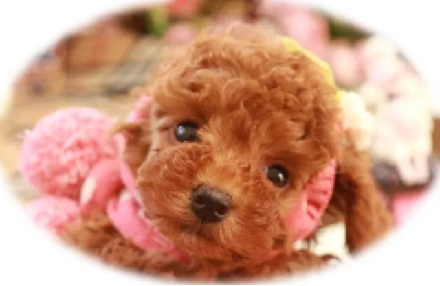 ID:1402-00051の子犬