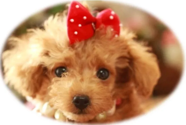 ID：1309-00346の子犬