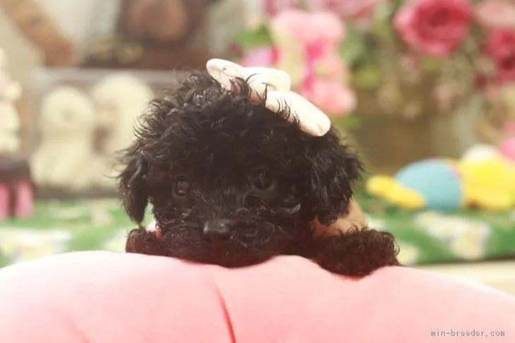 Y.K 様のお迎えした子犬