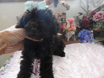 トイプードル(ティーカップ)【栃木県・男の子・2019年1月13日・ブラウン】の写真「パパはＣＨ　可愛いブラウン君」