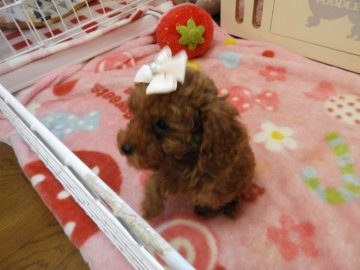 トイプードル(タイニー)【栃木県・女の子・2019年11月11日・レッド】の写真「理由なく可愛い 可愛い性格(^^♪」