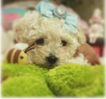 トイプードル(ティーカップ)【栃木県・男の子・2015年10月12日・ホワイト】の写真「スノーホワイトの可愛い男の子、血統優秀(^^♪」