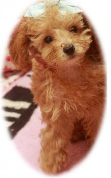 トイプードル(タイニー)【栃木県・男の子・2016年7月18日・エレガンス アプリコット】の写真「可愛いうえに超優良血統　(*^▽^*)」