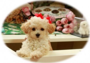 トイプードル(ティーカップ)【栃木県・女の子・2015年6月14日・クリーム】の写真「上品で華麗　テーカップサイズ(*^▽^*)」