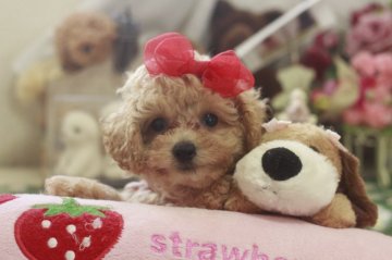 トイプードル(タイニー)【栃木県・女の子・2017年4月1日・エレガンス アプリコット】の写真「お目目の大きい可愛い女の子(*'▽')」