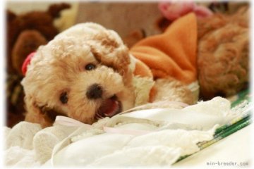 トイプードル(ティーカップ)【栃木県・男の子・2015年6月14日・アプリコット】の写真「エレガンスアプリコットの超美男子(*^▽^*)」
