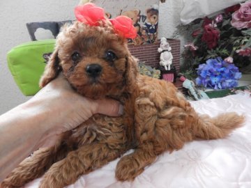 トイプードル(タイニー)【栃木県・女の子・2019年5月17日・レッド】の写真「お目目くりくり　熊さん(^^)/タイニーです」