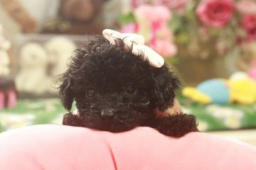 トイプードル(ティーカップ)【栃木県・女の子・2017年6月9日・ブラック】の写真「　マイクロ？　超可愛いお姫様（*^_^*）」