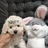 タイニープードル【栃木県・男の子・2023年7月1日・ホワイト】の写真1