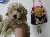 ティーカッププードル【栃木県・女の子・2022年11月22日・アプリコット】の写真2