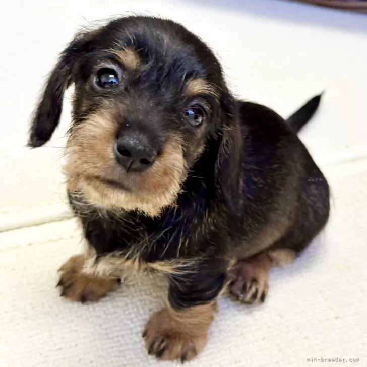 ID：2412-02460の子犬
