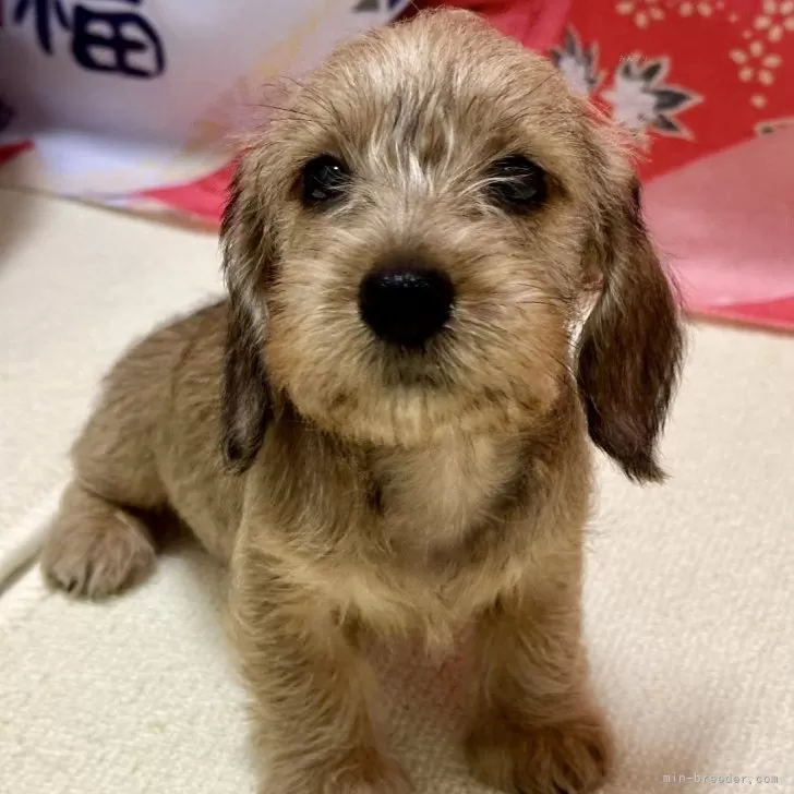 ID：2412-00160の子犬