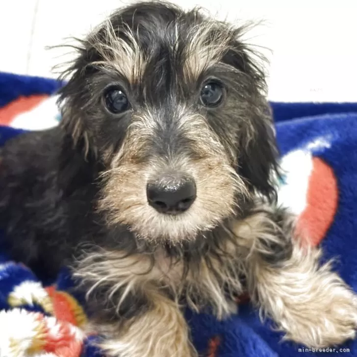 カニンヘンダックスフンド(ワイアー)【愛知県・女の子・2025年9月13日・ブラックタン】の写真1「2回目のワクチン接種とマイクロチップ装着済みです。」