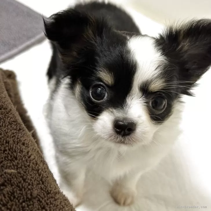 ID：2507-07187の子犬