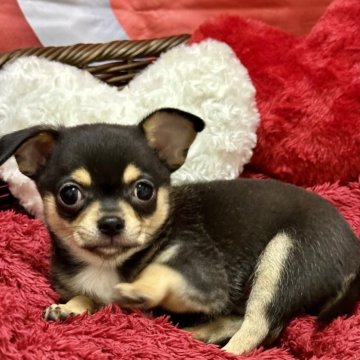 チワワ(スムース)【愛知県・男の子・2024年11月6日・ブラックタン】の写真「可愛く成長中です。」