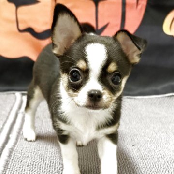 チワワ(スムース)【愛知県・女の子・2025年8月18日・ブラックタン&ホワイト】の写真「可愛く成長中です。」