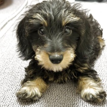 ミニチュアダックスフンド(ワイアー)【愛知県・女の子・2025年8月16日・ブラックタン】の写真「小ぶりで可愛らしいお顔の子です。」