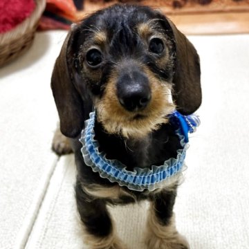 カニンヘンダックスフンド(ワイアー)【愛知県・女の子・2025年8月30日・ワイルドボア】の写真「スッキリタイプでお手入れ簡単です。」