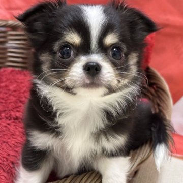 チワワ(ロング)【愛知県・男の子・2024年11月6日・ブラックタン&ホワイト】の写真「可愛く成長中です。」