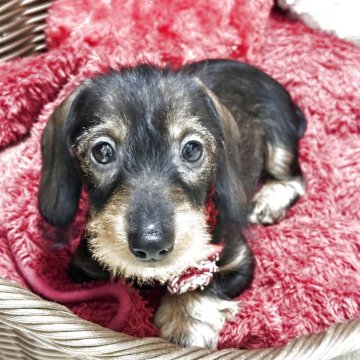 カニンヘンダックスフンド(ワイアー)【愛知県・女の子・2025年8月30日・ワイルドボア】の写真「スッキリタイプでお手入れ簡単です。」