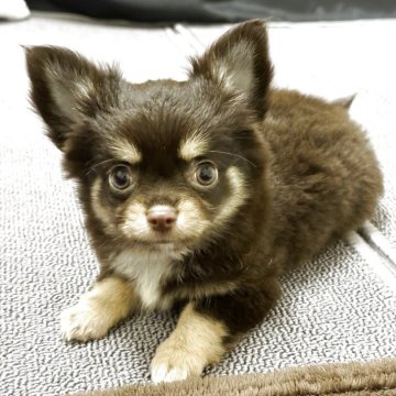 チワワ(ロング)【愛知県・女の子・2025年8月18日・チョコレートタン】の写真「可愛く成長中です。」